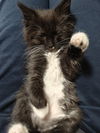 Abigail - The Sweet & Playful Little Lady!