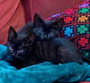 Cosmo and Nimbus - Kitten Playmates