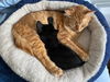 Cosmo and Nimbus - Kitten Playmates