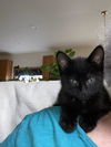 Cosmo and Nimbus - Kitten Playmates