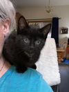 Cosmo and Nimbus - Kitten Playmates