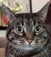 CLEO - Offered by Owner - Sweet SR Companion
