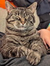 CLEO - Offered by Owner - Sweet SR Companion