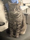CLEO - Offered by Owner - Sweet SR Companion
