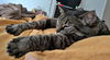 CLEO - Offered by Owner - Sweet SR Companion
