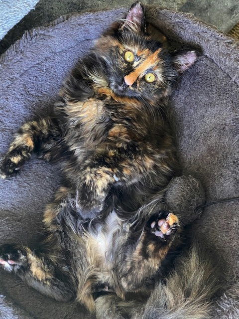 GROOTIE - Offered by Owner - Longhaired Tortie