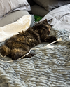 GROOTIE - Offered by Owner - Longhaired Tortie
