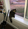 GROOTIE - Offered by Owner - Longhaired Tortie