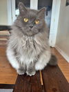 GIZMO and TITI - Offered by Owner- Fluffy seniors