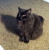 GIZMO and TITI - Offered by Owner- Fluffy seniors