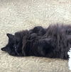 GIZMO and TITI - Offered by Owner- Fluffy seniors
