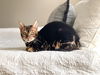 BERNIE - Offered by Owner - Young Male Bengal
