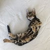 BERNIE - Offered by Owner - Young Male Bengal