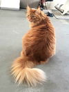 DWIGHT - Offered by Owner - Maine Coon