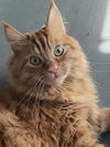 DWIGHT - Offered by Owner - Maine Coon