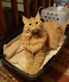 DWIGHT - Offered by Owner - Maine Coon