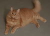 DWIGHT - Offered by Owner - Maine Coon