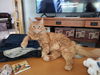 DWIGHT - Offered by Owner - Maine Coon