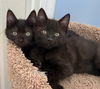 BLACK BABY KITTEN FRIENDS