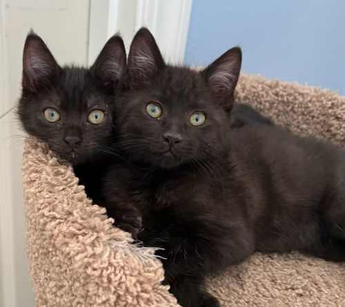 Black Baby Kitten Friends