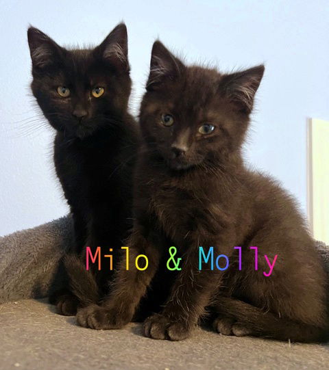 adoptable Cat in Hillsboro, OR named PLAYFUL KITTEN Siblings - Milo and Molly