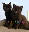 BLACK BABY KITTEN FRIENDS