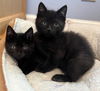 BLACK BABY KITTEN FRIENDS