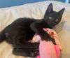 BLACK BABY KITTEN FRIENDS