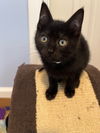 BLACK BABY KITTEN FRIENDS