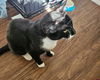 BRI - Offered by Owner - Friendly Female