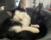 CARTER and NIMBUS - Young Kitten Buddies