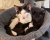 CARTER and NIMBUS - Young Kitten Buddies