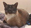 SEELIE - Offererd by Owner - Siamese Mix Male