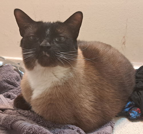 SEELIE - Offererd by Owner - Siamese Mix Male