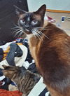 SEELIE - Offererd by Owner - Siamese Mix Male