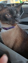 SEELIE - Offererd by Owner - Siamese Mix Male