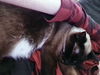 SEELIE - Offererd by Owner - Siamese Mix Male