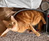 POOKIE - Offered by Owner -Great Cmpanion