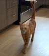 POOKIE - Offered by Owner -Great Cmpanion