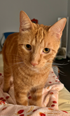 POOKIE - Offered by Owner -Great Cmpanion