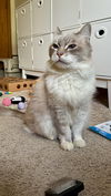 MOLLY - Offered by Owner - Adult Ragdoll Mix