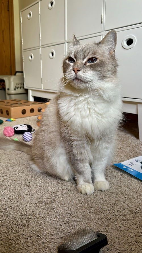MOLLY - Offered by Owner - Adult Ragdoll Mix