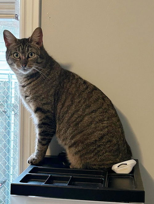 AMERICA -  Offered by Owner - Good with other cats