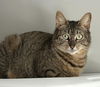 AMERICA -  Offered by Owner - Good with other cats