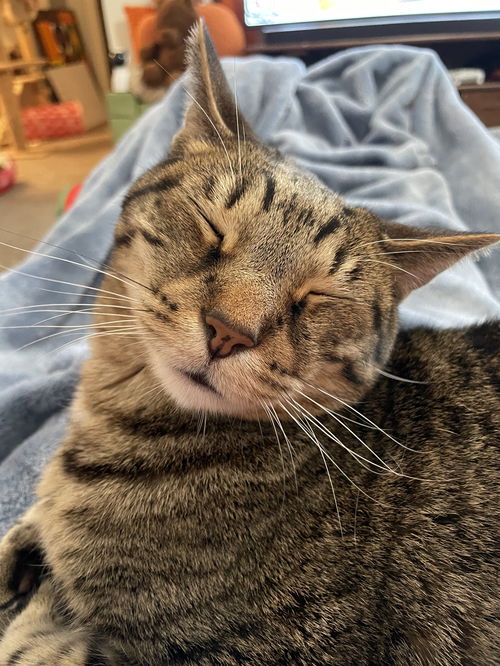 POE - Offered by Owner - Friendly Senior