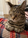 POE - Offered by Owner - Friendly Senior