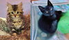 Fyrecat and Susi - Bonded Sister Kittens