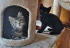 Fyrecat and Susi - Bonded Sister Kittens
