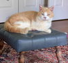 GINGER BEER - Offered by Owner - Senior Male