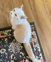 GINGER BEER - Offered by Owner - Senior Male